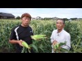 【産地直送】埼玉県産　朝採りとうもろこし「ゴールドラッシュ