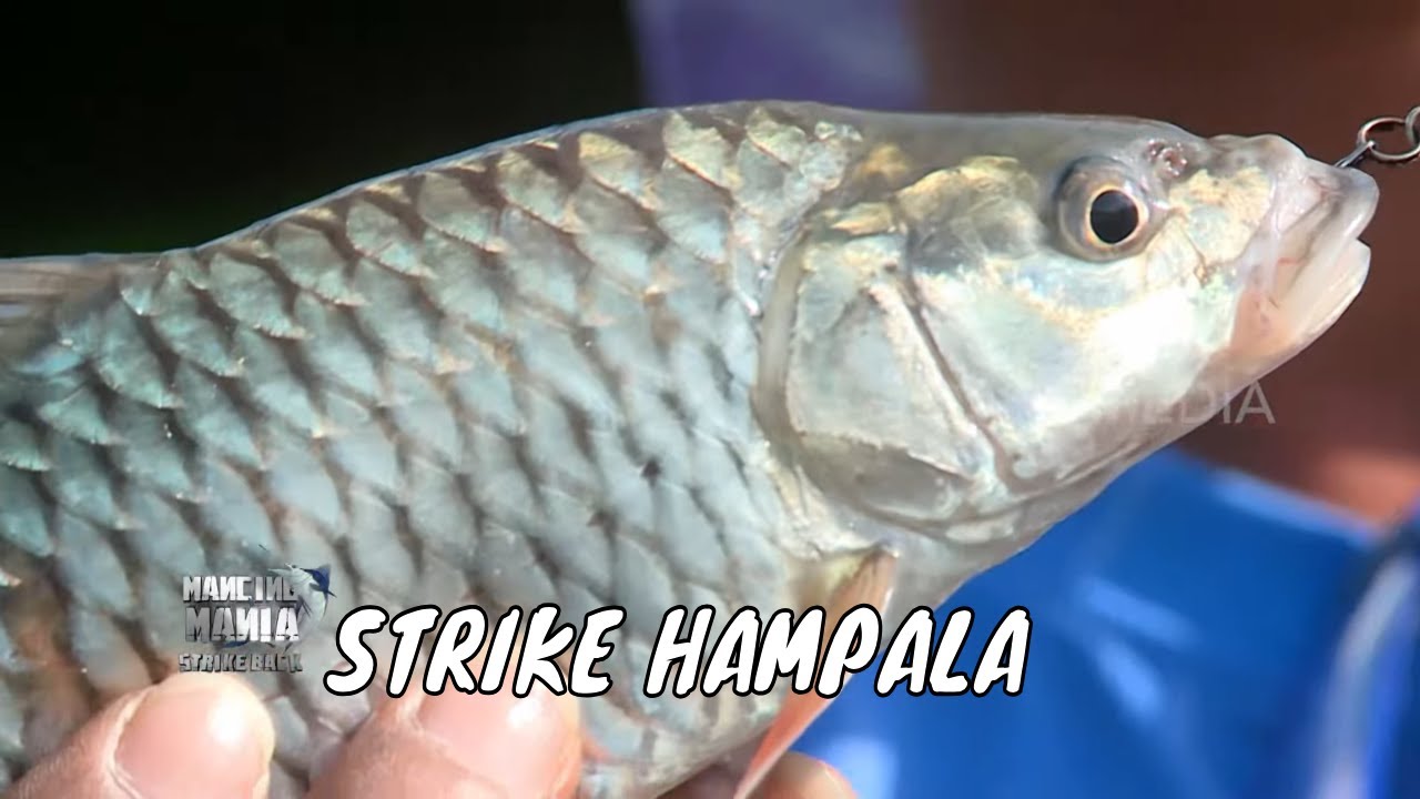 Menaklukkan Hampala Sungai Kalibaru Banyuwangi | MANCING MANIA STRIKE BACK (21/09/25) Part 3