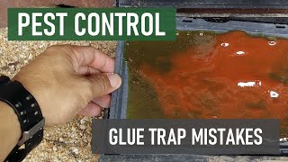 How to Avoid Common Glue Trap Mistakes [Why Rats \& Mice Avoid Glue Traps]