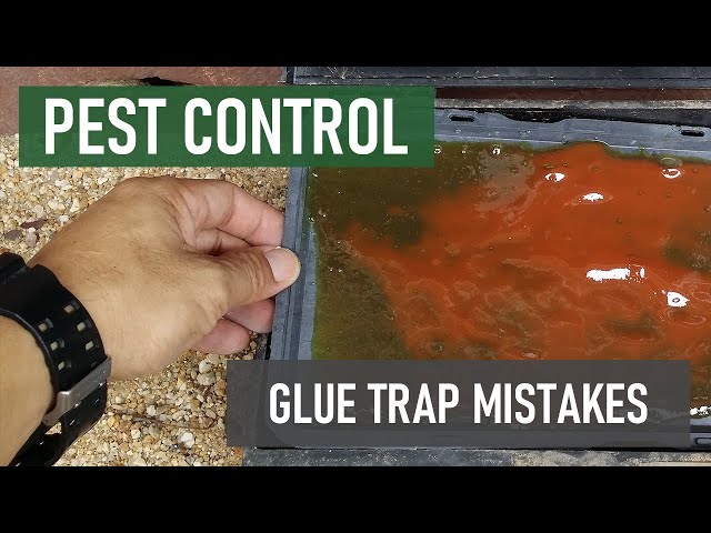 Common Mouse Trap Mistakes You're Making