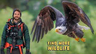 WILDLIFE PHOTOGRAPHY during the HERRING SPAWN  Coastal British Columbia using Nikon Z9