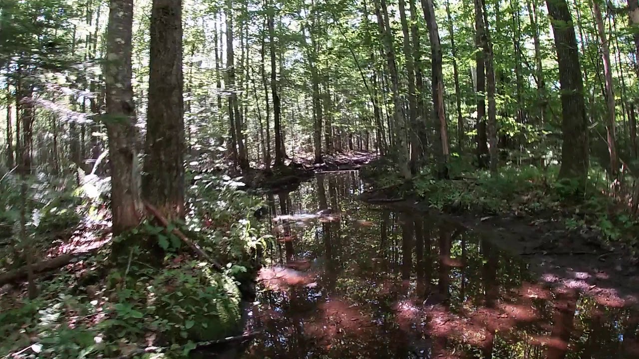 atv in sumner maine 2019 YouTube