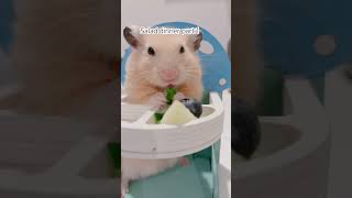 36 degrees out there 🥒🫐🍎 #yummy #subscribe #pets #cuteanimal #cute