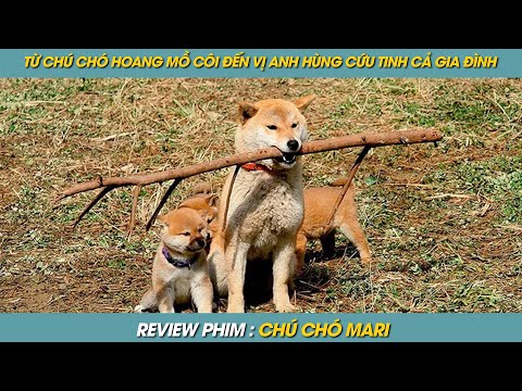 Video: Hãy xem phản ứng này của Mama Dog Dog khi cô ấy đoàn tụ với những chú chó con của mình tại nơi trú ẩn!