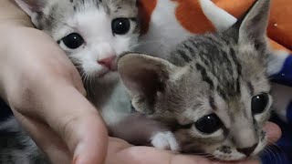 ✨ Cute Kitties 🐈 | Now 1 Year | 😍 Cats Birthday 🎂 Only For Catlovers 😻 ...