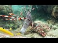 Lionfish Feeding