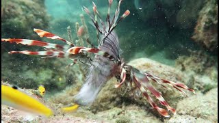 Lionfish Feeding