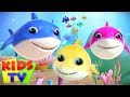 New baby shark song  kids tv nursery rhymes  kids show  baby songs