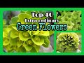 Top 40 amazing green flowers