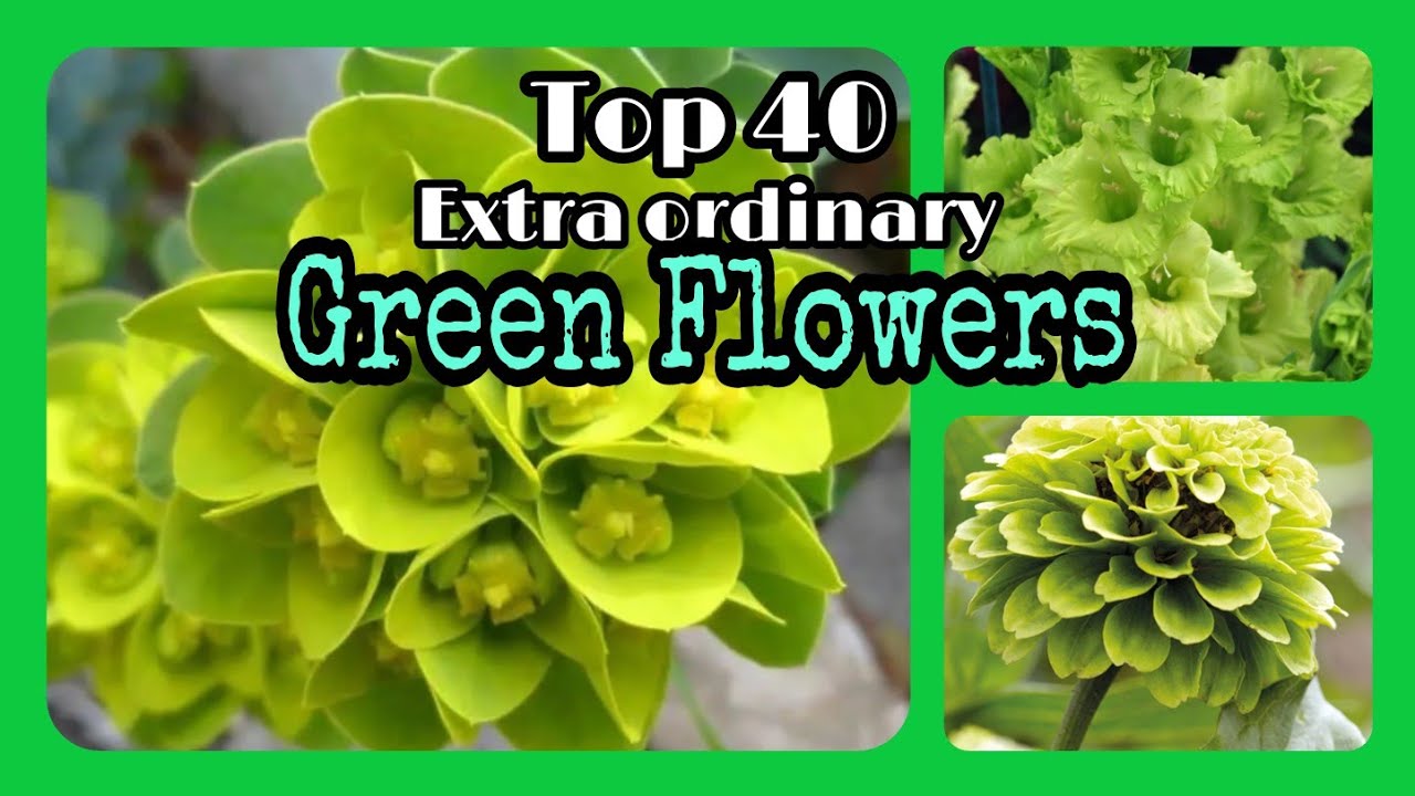 TOP 40 AMAZING GREEN FLOWERS YouTube