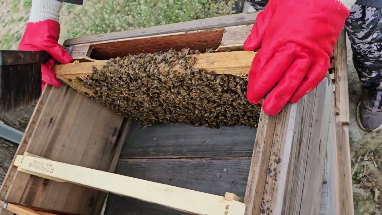 양봉 50405 막계상작업