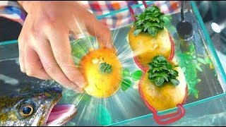 How To Grow Potatoes In Aquarium