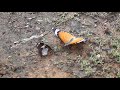 #DANAID #EGGFLY #BUTTERFLY #MATING #DANCE - #INDIA
