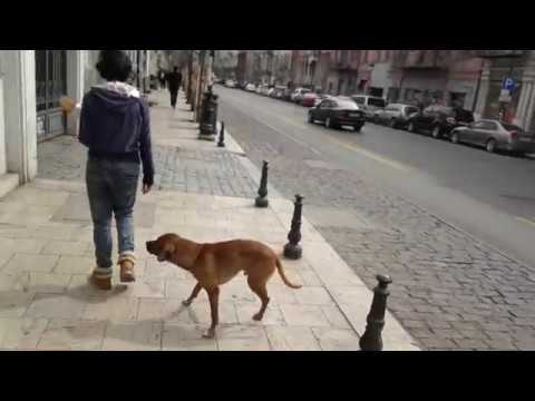 აღმაშენებლის გამზირი TBILISI / Проспект Агмашенебели