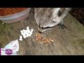 Raccoon "Broke Jaw" Love Pecan's