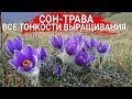 Сон-трава – все тонкости выращивания