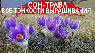 Сон-трава – все тонкости выращивания