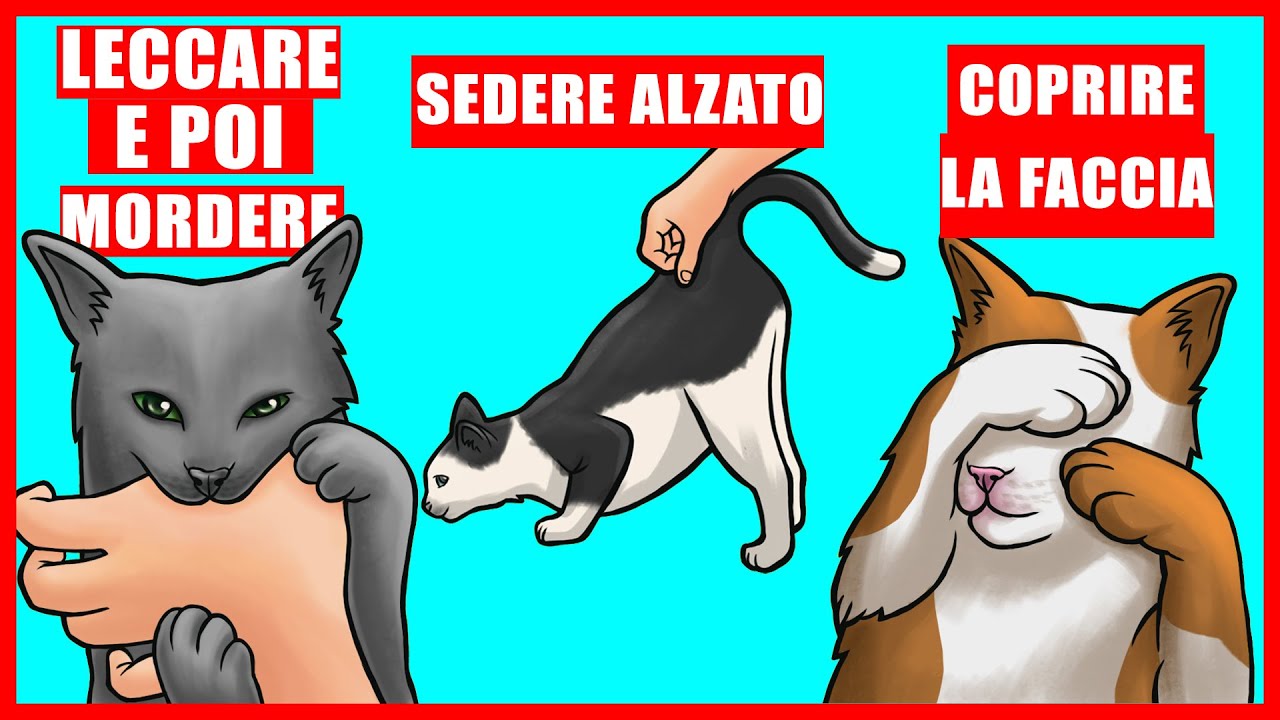 9 Strani Comportamenti Dei GattI