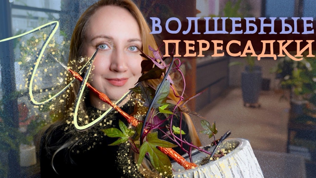 ПЕРЕСАДКИ растений | Огромная бегония Грифон, ипомея батат и сингониум