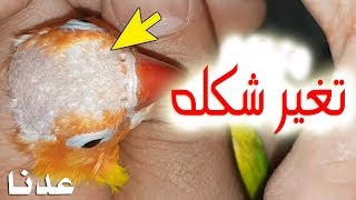 كيف أصبح طائر الفيشر بعد عزله عن الطيور التي ضربته