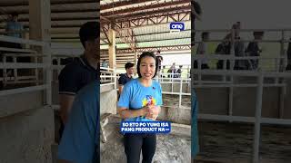 Jema Galanza FUN MIC’D UP EXPERIENCE during cow milking activity in Candon Eco Park | #OSTimeout