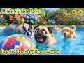 Cartoons for Dogs 🌈 Comfort Dogs Home Alone 🐶 Calming Music to Reduce Anxiety and Boredom 🎶