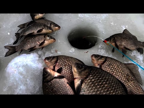 ЛУНКА с РЕКОРДНЫМИ КАРАСЯМИ..... ЗИМНЯЯ РЫБАЛКА на КРУПНОГО КАРАСЯ!