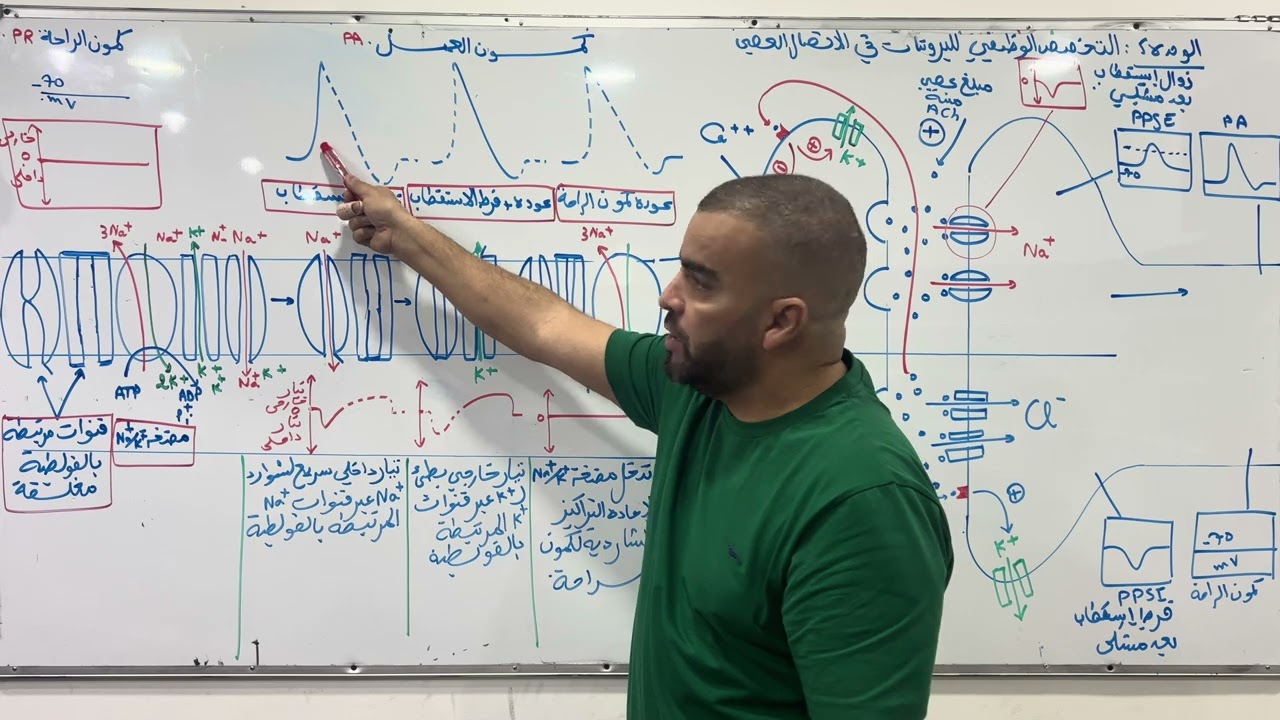 افضل ملخص الاتصال العصبي باكالوريا علوم الطبيعة والحياة