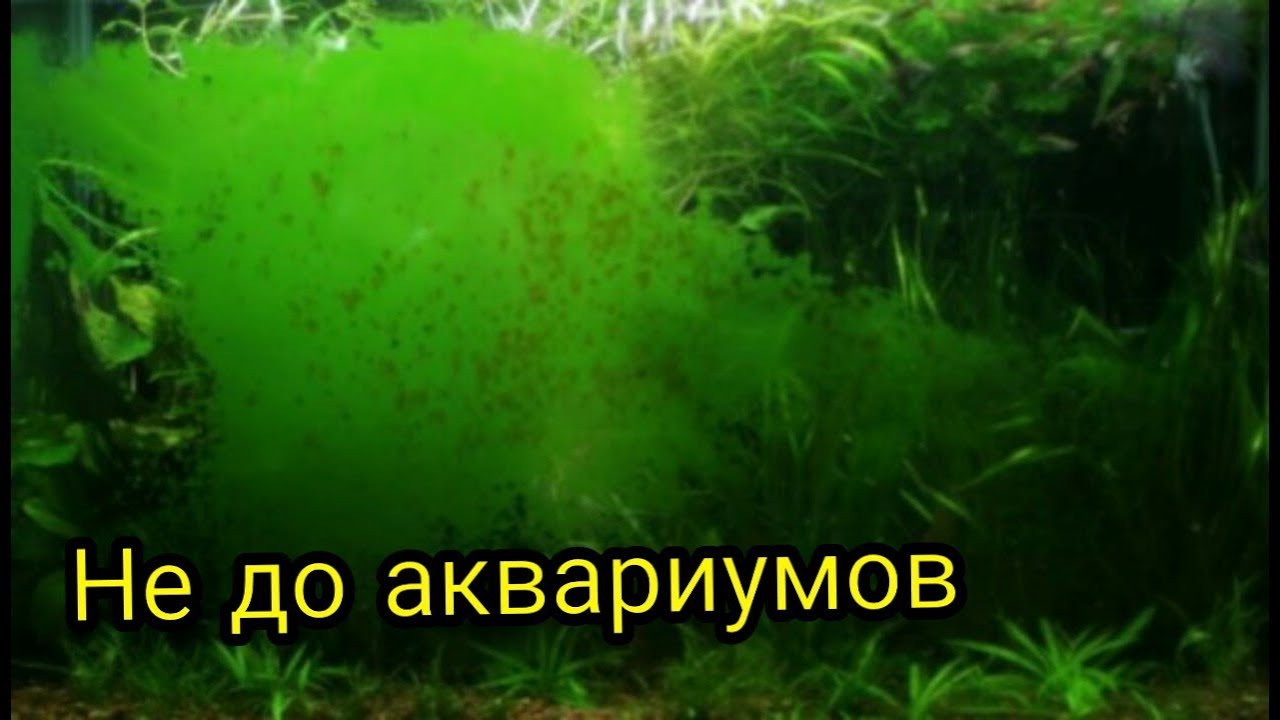 Почему на стенках аквариума. Водоросль Ксенококус. Диатомовые водоросли в аквариуме на стекле. Диатомовые водоросли в аквариуме на мхе. GDA водоросли в аквариуме.