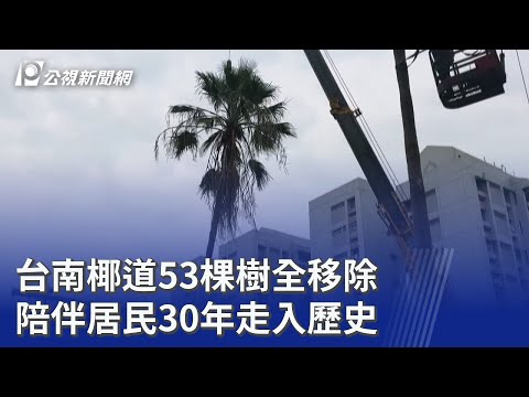 台南椰道53棵樹全移除 陪伴居民30年走入歷史｜20250916 公視晚間新聞