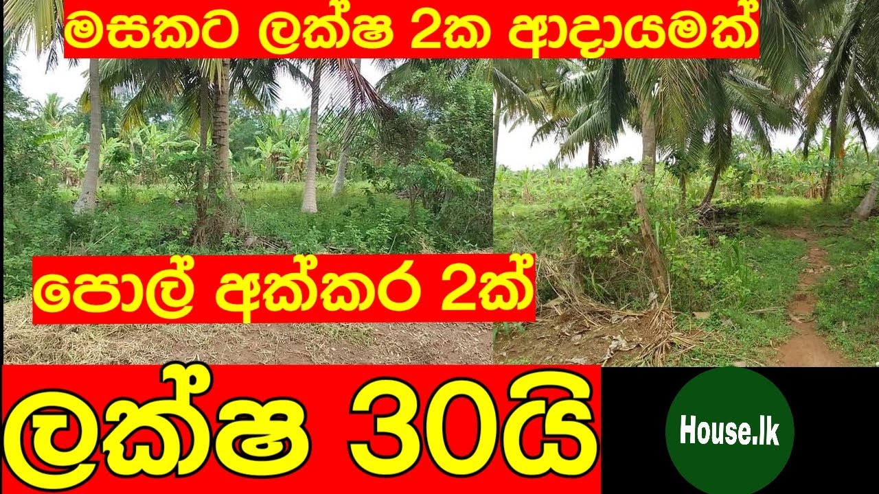 මසකට ලක්ෂ දෙහි ක ආදායමක්, Get a coconut land for a very low price,LANDS