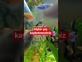 iki öğrenci hikayesi#shortsvideo #keşfet #komikvideolar #akvaryum #aquarium #fish #aquascape #shorts