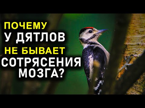 ПОЧЕМУ У ДЯТЛОВ НЕ БЫВАЕТ СОТРЯСЕНИЯ МОЗГА
