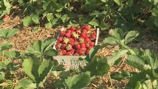 Pick-your-own Strawberries at Lyman Orchards - strawberries ripening quickly due to warmer weather