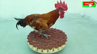 Match Explosion by matchsticks || Cook rooster chicken on 50000 Matchsticks || Experiments