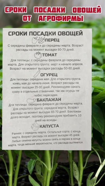 Сроки посадки овощей от агрофирмы 1 часть #shortvideo #огород #рассада ...
