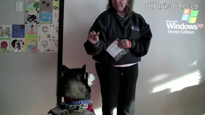 Blind Churchill Sled Dog Isobel - Jan. 31, 2010 - ...