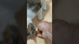 will Kitty eat 'Special Kitty' cat food?
