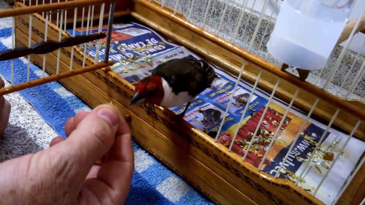 Canto De Galo De Campina Para Ensinar Filhote Galo De Campina Criado Com Avo Youtube