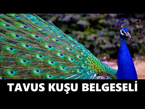 Tavus Kuşu Belgeseli