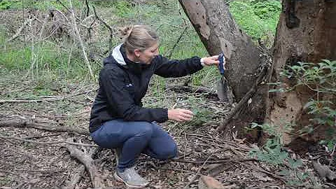 Measuring Leaf Litter Depth