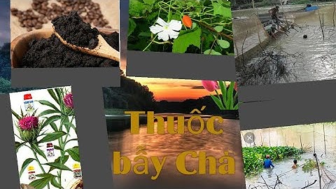 Hướng sử dụng chi tiết các  kỹ thuật để dẫn dụ Cá vào Bẩy Chà hàng tấn #moithuoccaucamtcc