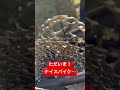 さて!この聞いたことがないラチェット音の正体は…? #ロードバイク #ラチェット音 #ショート #shorts
