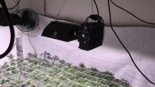 Grow update and a look at the veg tent. Week6 Day36