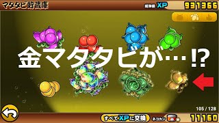 にゃんこ大戦争 金マタタビが 種に変化するバグ どこ行った 今更ながらまとめてみた