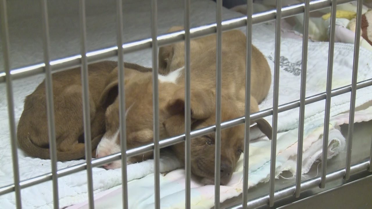 Roswell looking for private company to run animal shelter - YouTube