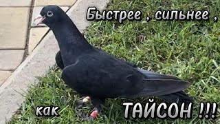 Первый полёт после дурковки ТАЙСОН 2