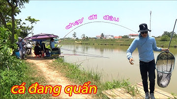 câu trắm ốc / trắm đen với thính thuốc bắc mới - cá cực quấn ae ạ