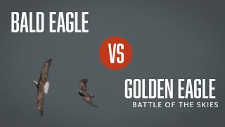 Den Eagle Chases Bald Eagle In Dutchess County, New York