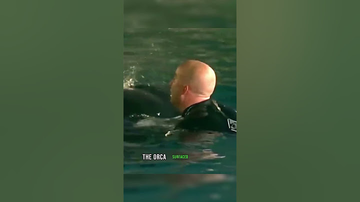 Shocking Incident 🐳😱 Killer Whale Attack On The Trainer #animals #nature #orca